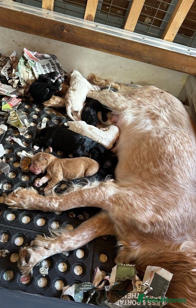 Sprocker dogs Sprocker puppies for sale - Advert 1