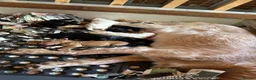 Sprocker dogs for sale: Sprocker puppies for sale - Advert 1