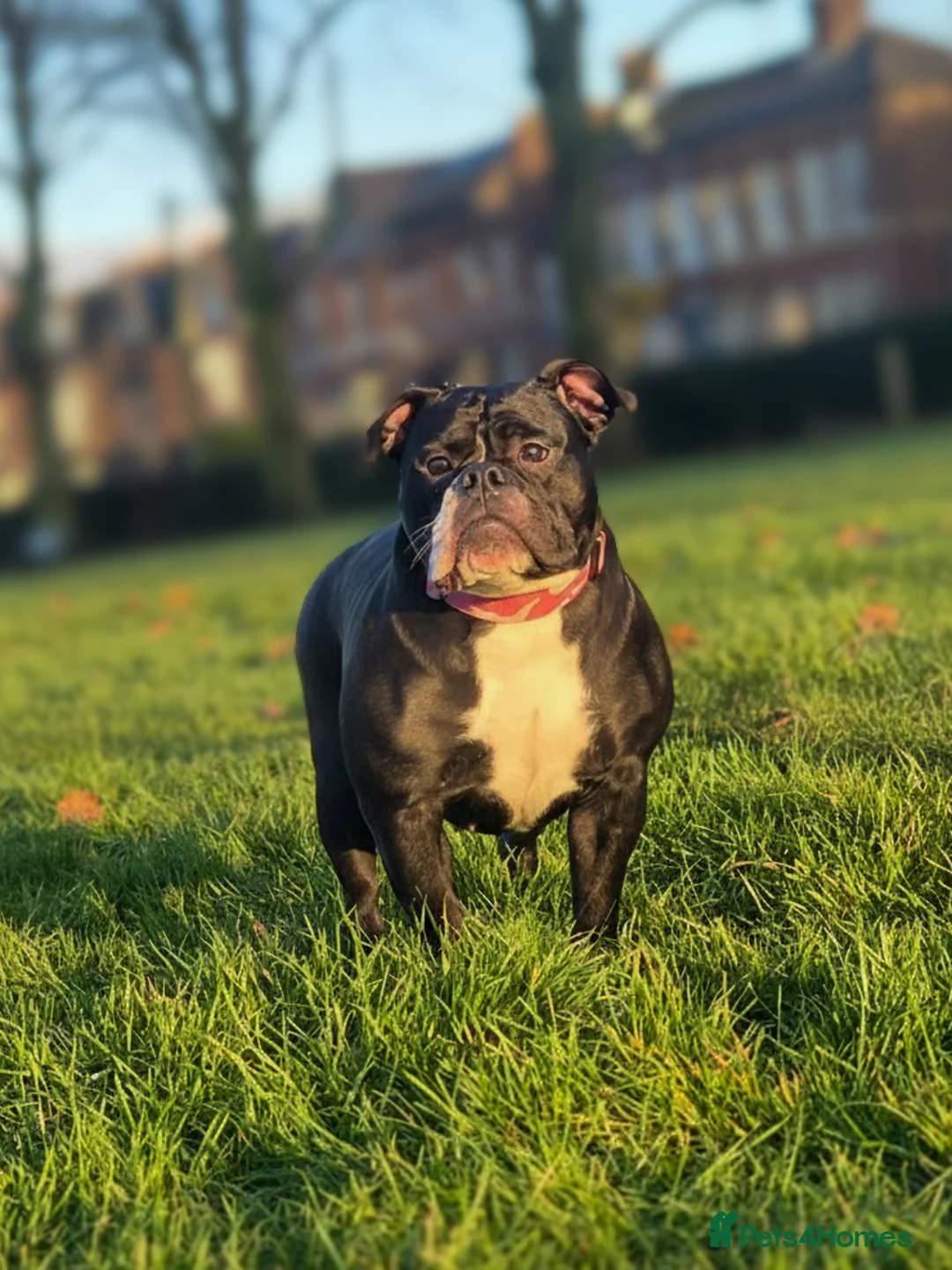 Olde English Bulldogge dogs for sale: 11 month olde english bulldog female  - Advert 4