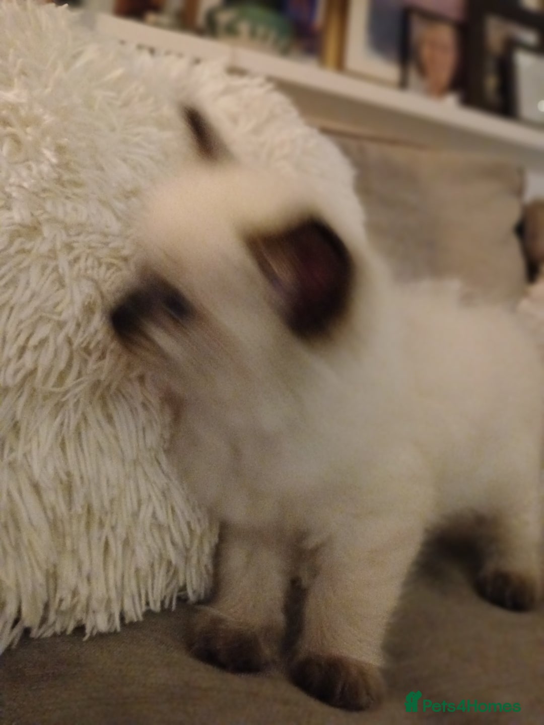 Ragdoll cats for sale: 6 Adorable 1/2 Pedigree Ragdoll Kittens 💗  - Advert 27