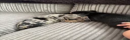 Mixed Breed dogs for sale: 3 gorgeous little babies looking for forever sofas - Advert 23