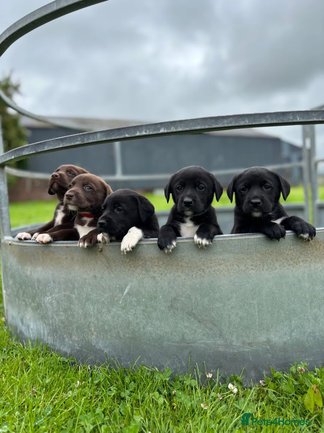 Borador dogs for sale: Border collie x Labrador puppies  - Advert 2