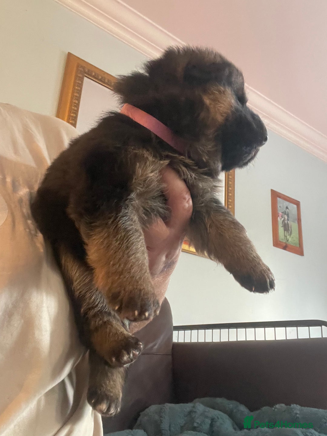German Shepherd dogs for sale: German shepherd puppies kc registered - Image 11