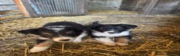 Border Collie dogs for sale: 2 Beautiful Border Collie bitch pups in Sheffield - Advert 8