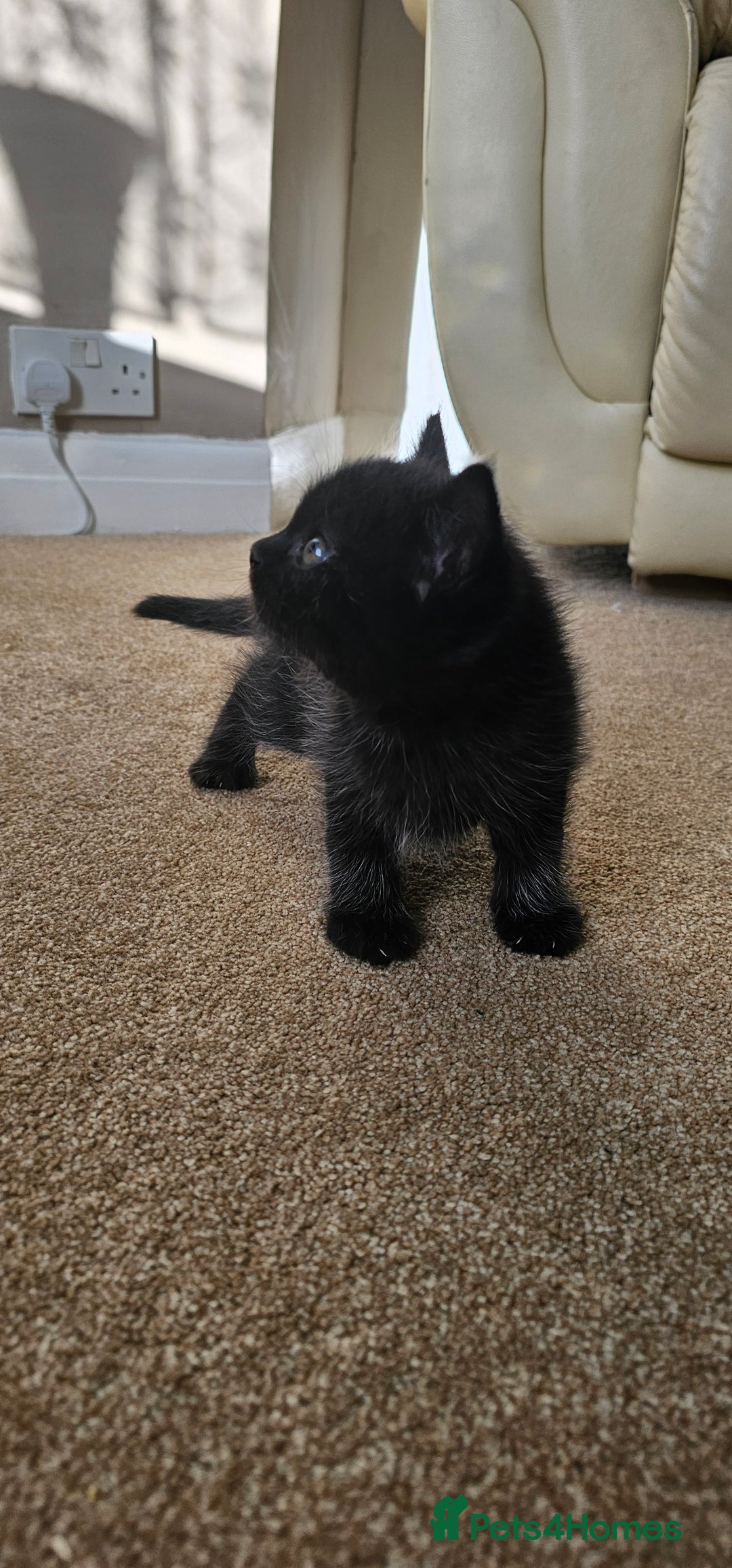 Scottish Fold cats for sale: Scottish male cats - Image 3