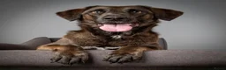 Mixed Breed dogs for adoption: MAISIE –   4 Years Old, Mixed Breed Girl  in Stanley - Advert 10