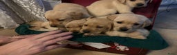 Labrador Retriever dogs for sale: Labrador puppies for sale - Advert 7