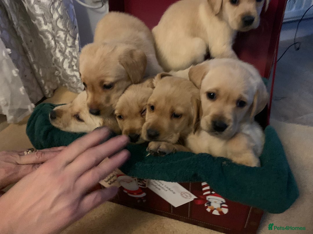 Labrador Retriever dogs for sale: Labrador puppies for sale - Advert 7