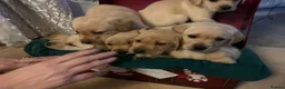Labrador Retriever dogs for sale: Labrador puppies for sale - Advert 7