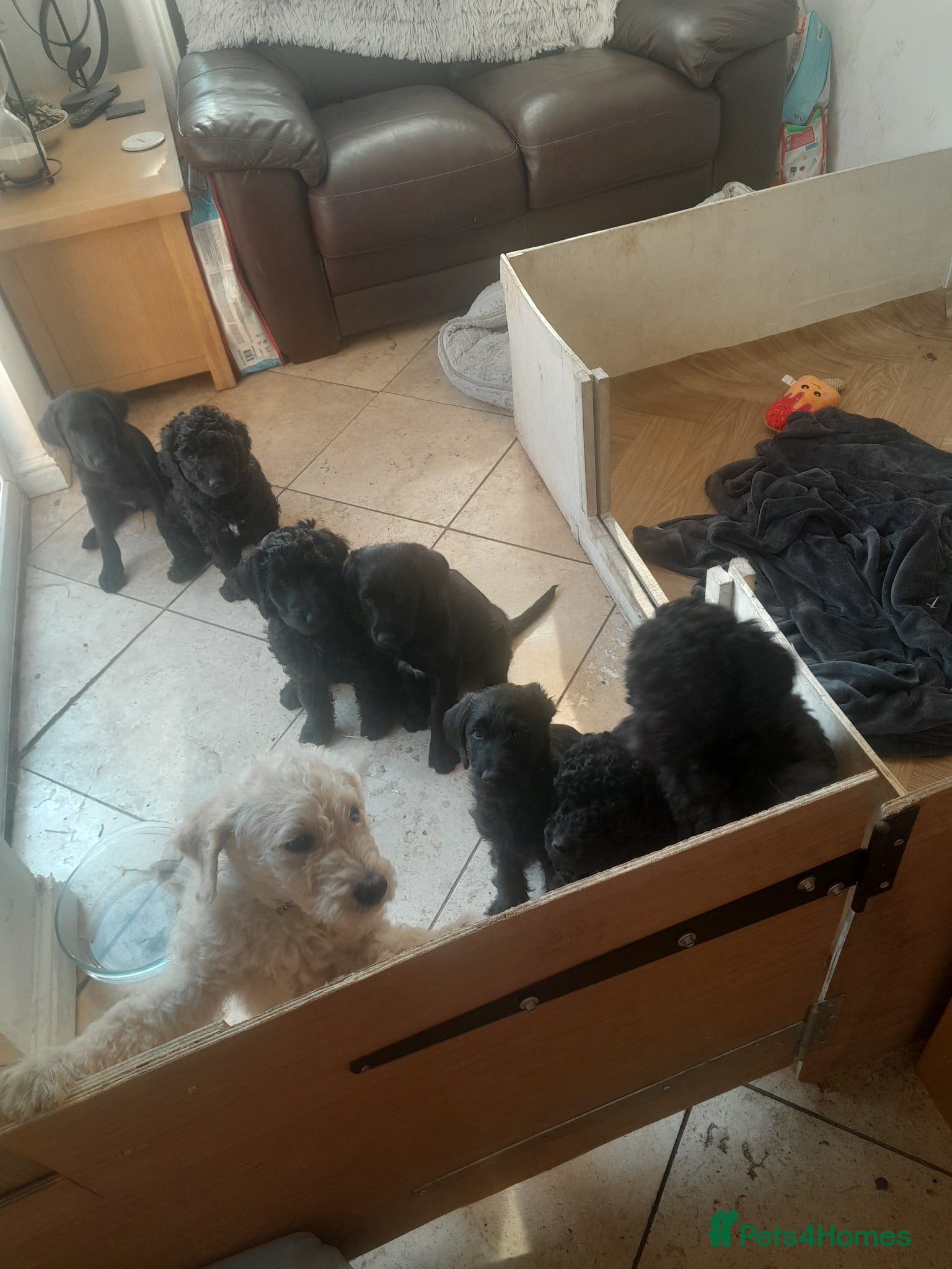 Goldendoodle dogs for sale: Gorgeous Goldendoodle puppies - Advert 21