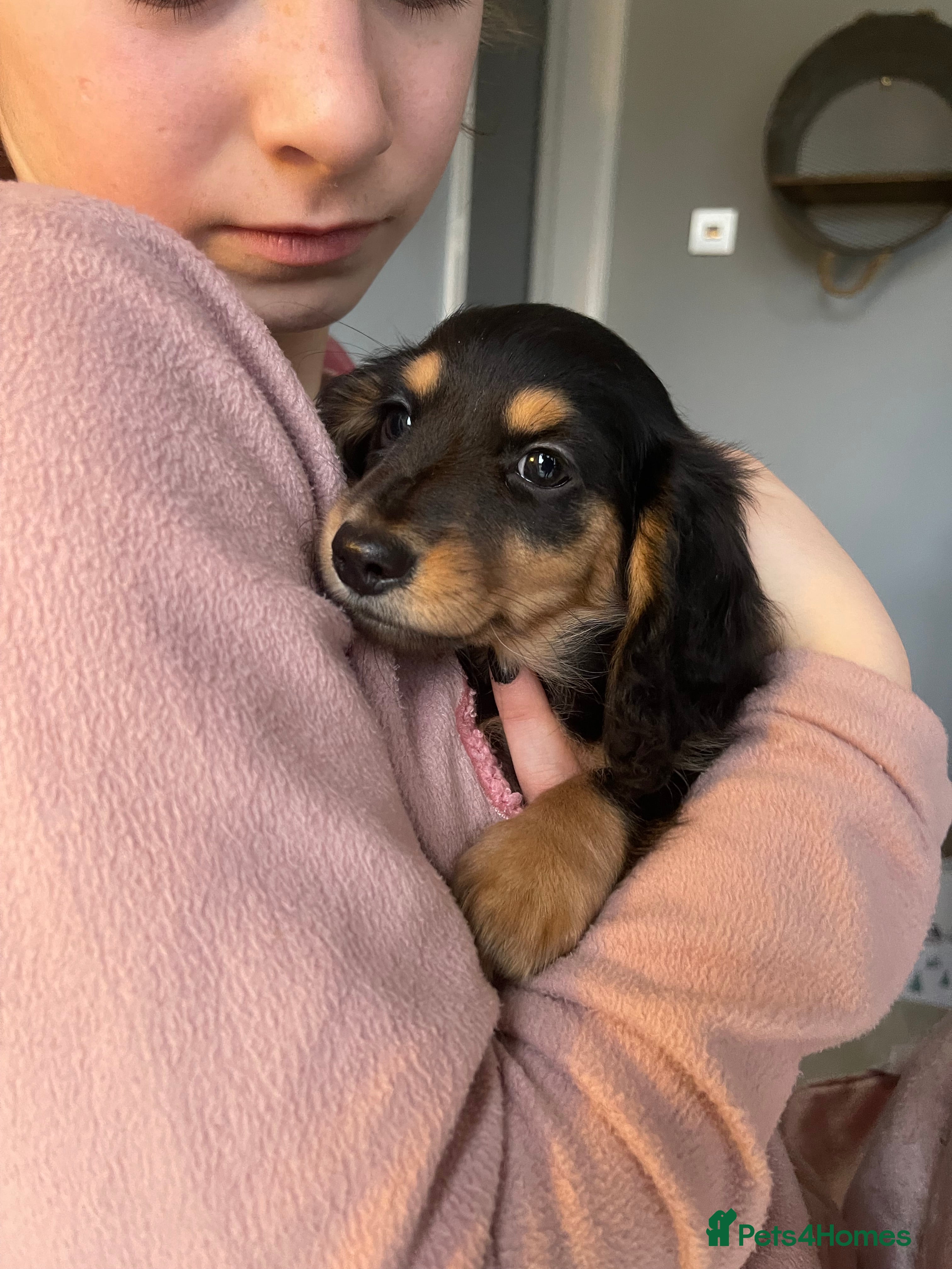 Miniature Dachshund dogs Kc pra clear mini long dachshund pups - Advert 15