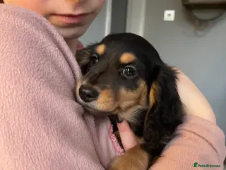 Miniature Dachshund dogs Kc pra clear mini long dachshund pups - Advert 18
