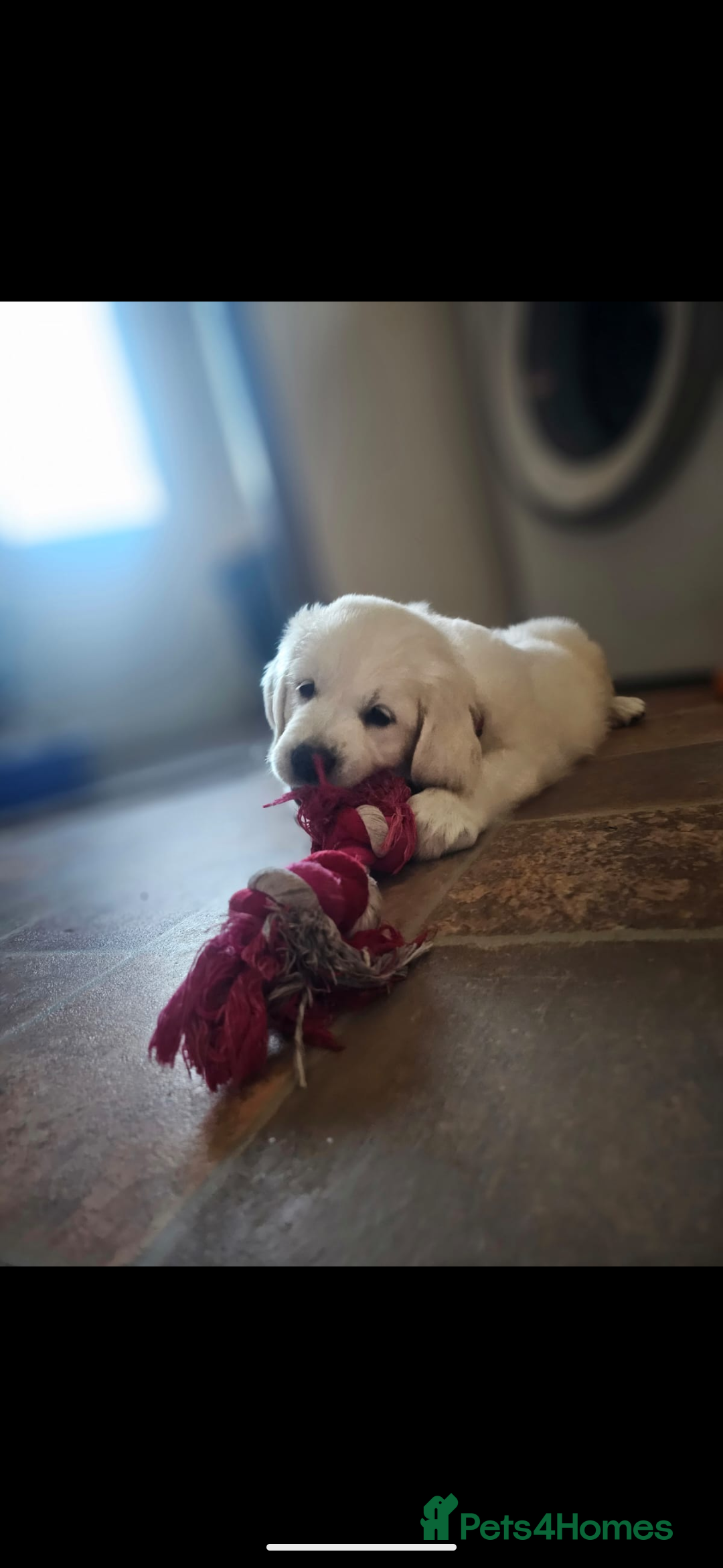 Golden Retriever dogs for sale: 🐾 Golden Retriever Puppies Available Soon! 🐾 - Advert 9