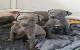 Whippet dogs for sale: KC Registered Blue Laguna Whippets - Image 21