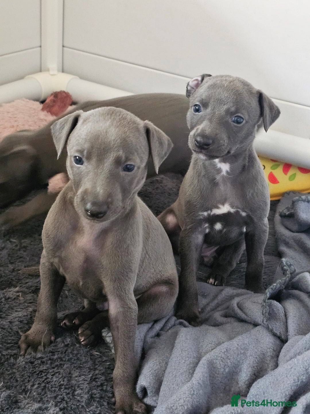 Whippet dogs for sale: KC Registered Blue Laguna Whippets - Image 21