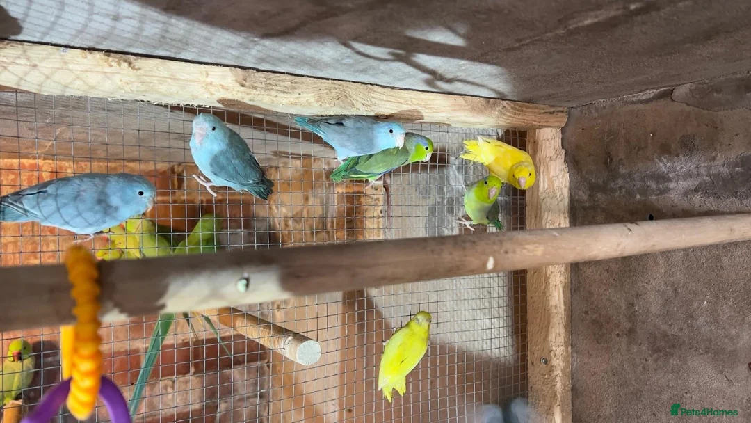 Mixed Breed birds for sale: Different birds for sale  - Advert 16