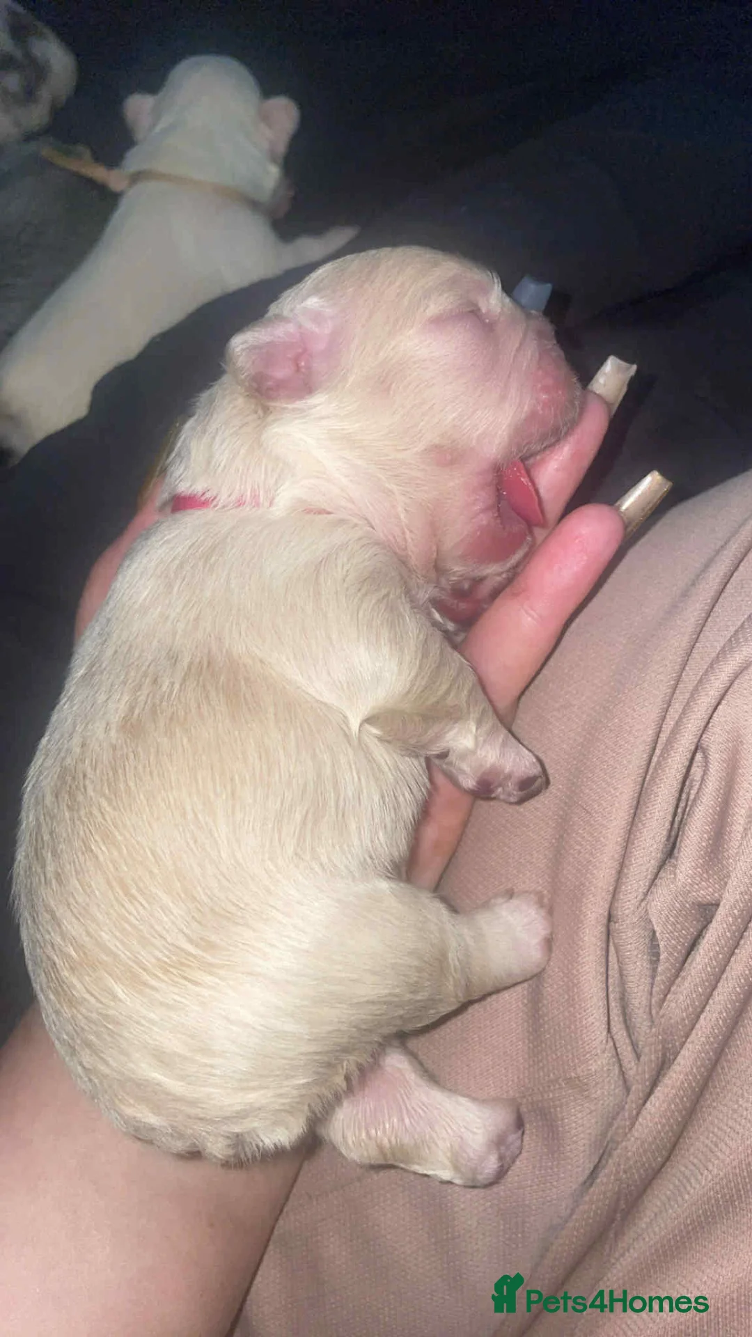 French Bulldog dogs for stud: Rfg tested aa lilac quad fluffy carrying testable in Sheffield - Advert 31