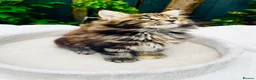 Maine Coon cats for sale: Pure breed Maine coon kittens  - Advert 16