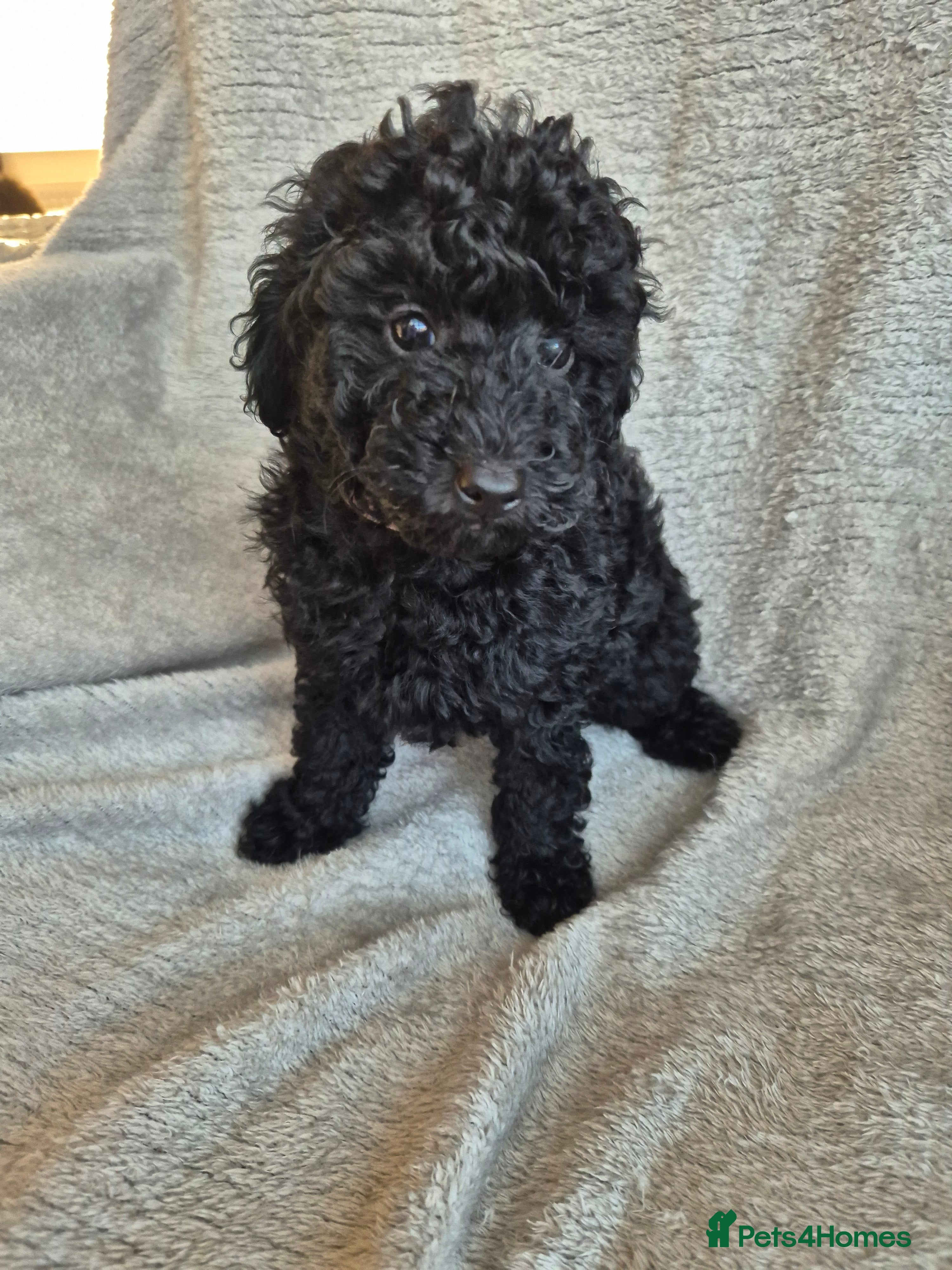 Miniature Poodle dogs Only 1 puppy left - miniature poodles - Advert 1
