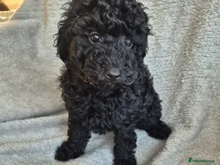 Miniature Poodle dogs Only 1 puppy left - miniature poodles - Advert 1