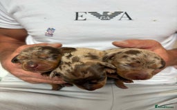 Miniature Dachshund dogs for sale: Only 4 left! Adorable Mini Dachshund Puppies 🐾🐶 - Image 34
