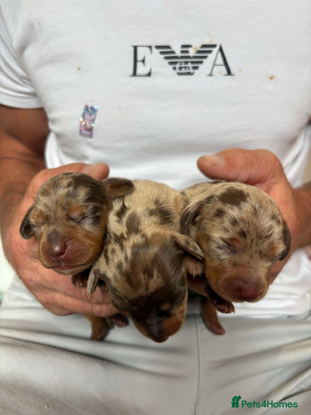 Miniature Dachshund dogs for sale: Only 4 left! Adorable Mini Dachshund Puppies 🐾🐶 - Image 34
