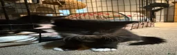Maine Coon cats for sale: Stunning Maine Coon Cross Kittens – Ready Soon 🐾  - Advert 11