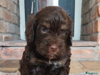 Cockapoo dogs Outstanding cockapoo puppies hereditary clear - Advert 14