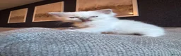 Ragdoll cats for sale: 🐾GCCF registered ragdoll kittens Lilac and blue🐾 - Advert 6