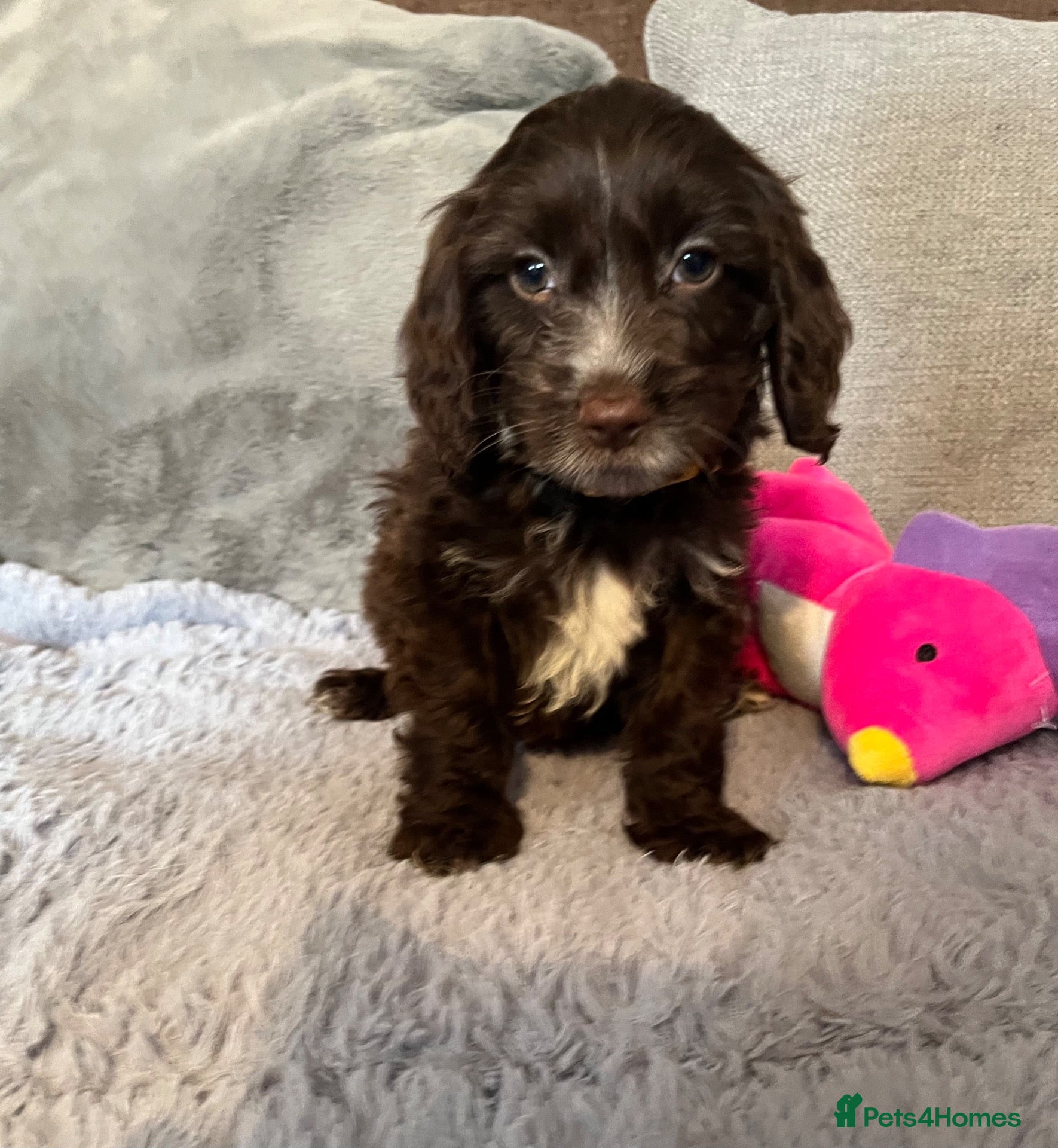 Cockapoo dogs 💙Beautiful,super friendly,Cockapoo F1 Puppies  - Advert 14