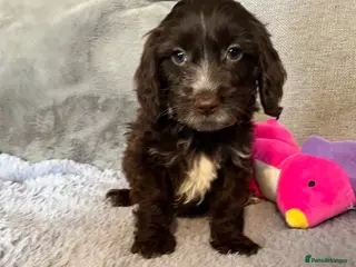 Cockapoo dogs 💙Beautiful,super friendly,Cockapoo F1 Puppies - Advert 14