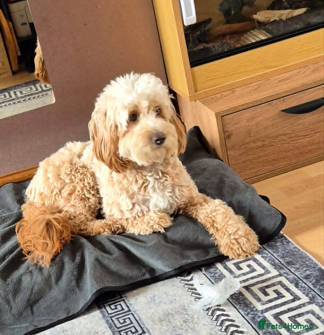 Cockapoo dogs for sale: Cockapoo - Advert 1