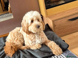 Cockapoo dogs Cockapoo - Advert 1