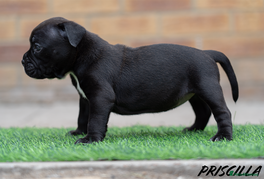 American Bully dogs for sale: AMERICAN BULLYS POCKET x MICRO  - Image 5