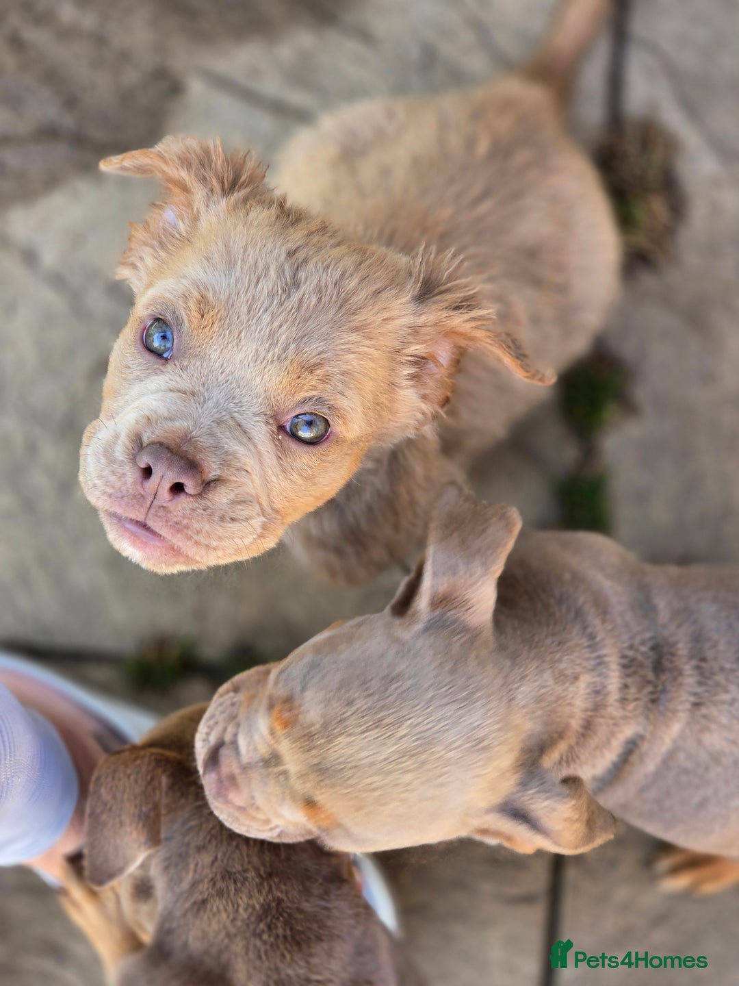 Olde English Bulldogge dogs for sale: Old english bulldoggee mammut/mammoth - Image 28