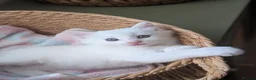 Mixed Breed cats for sale:  Fluffy White Kittens – Ready for Loving Homes - Advert 4