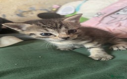 British Shorthair cats for sale: 2 male tabby kittens - Image 2