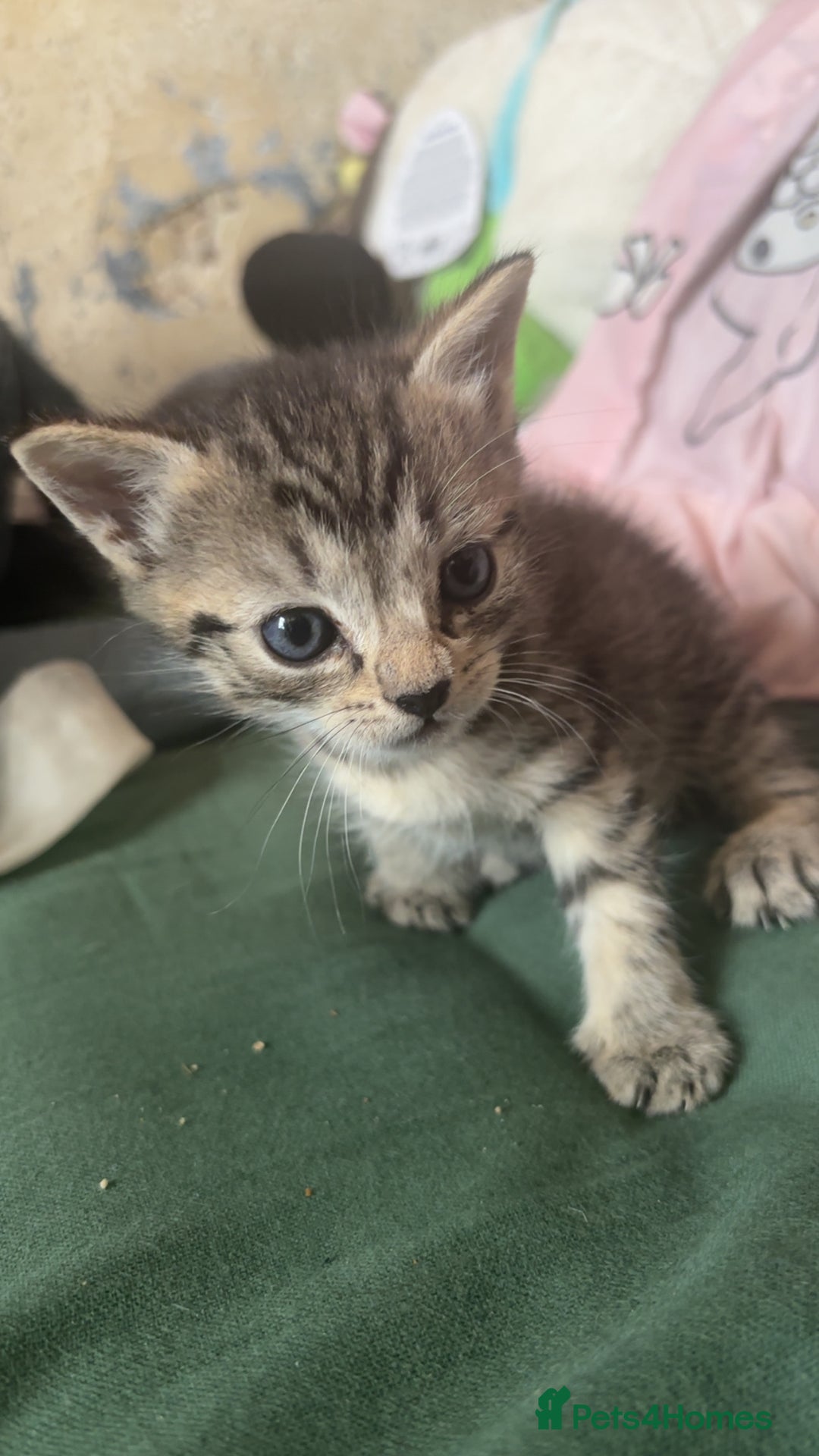 British Shorthair cats for sale: 2 male tabby kittens - Image 2