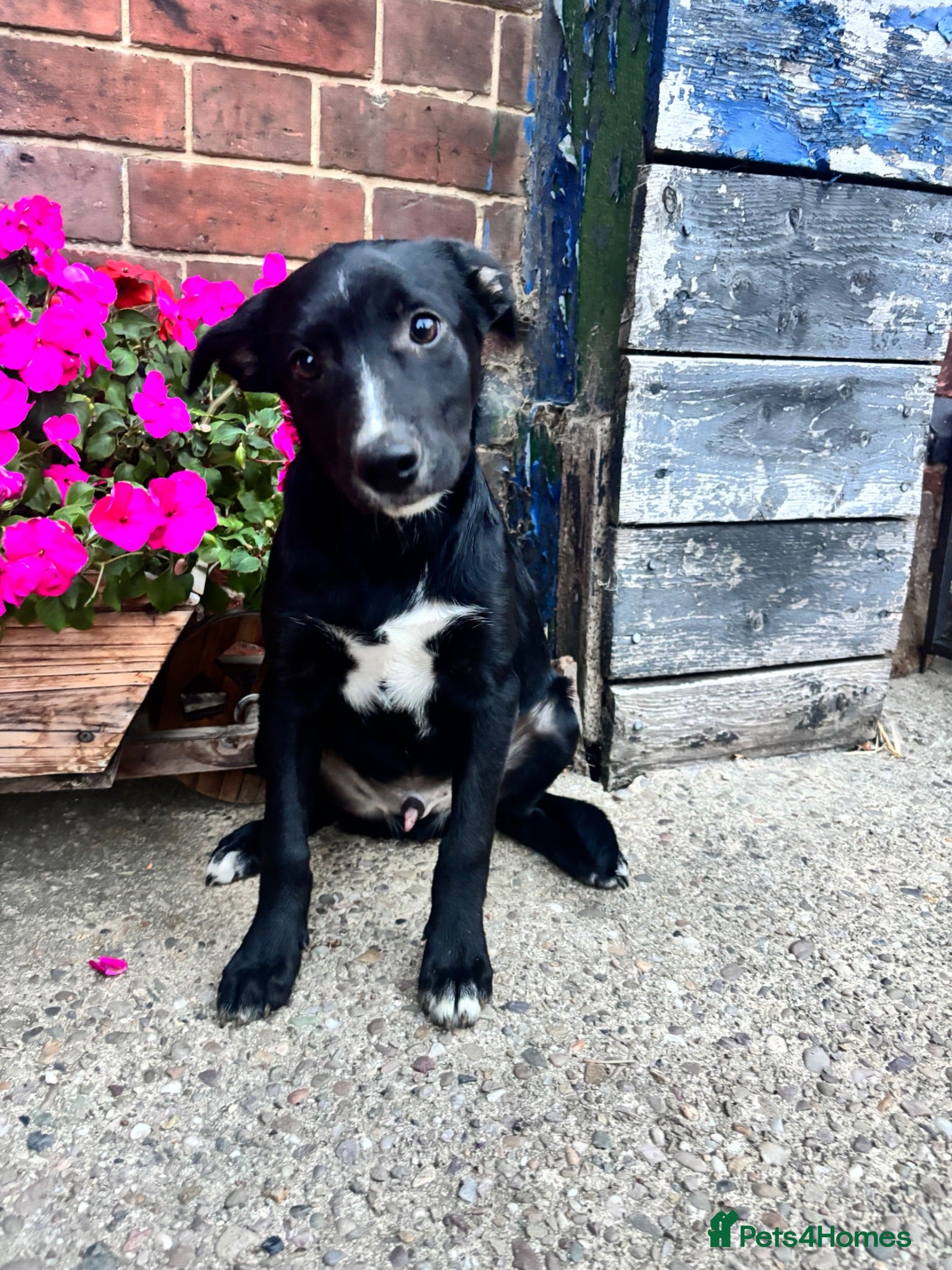 Mixed Breed dogs Collie X kelpie  - Advert 1
