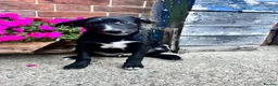 Mixed Breed dogs for sale: Collie X kelpie  - Advert 1