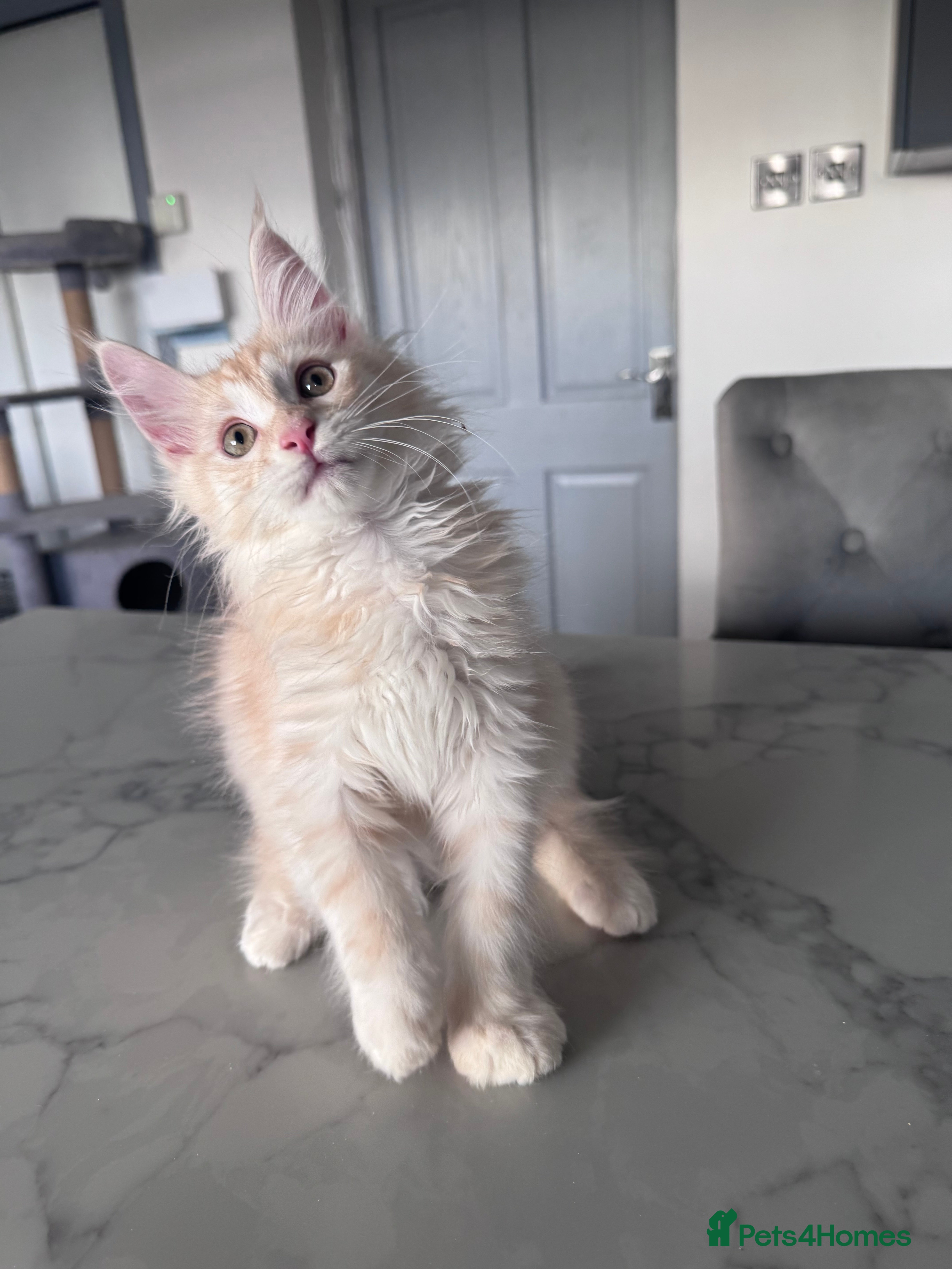 Maine Coon cats stunning Pedigree Maine coon- 2 left - Advert 1