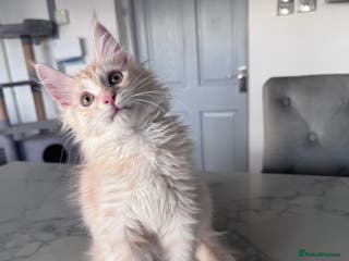 Maine Coon cats stunning Pedigree Maine coon- 2 left - Advert 5