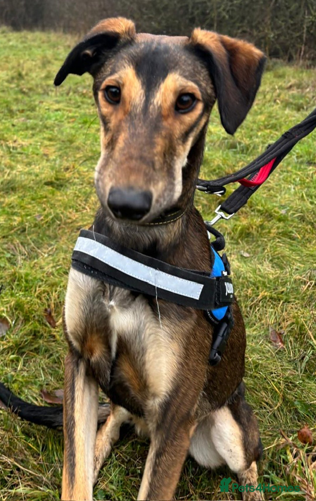 Mixed Breed dogs for adoption: Young Tito wants a new forever home - Advert 3