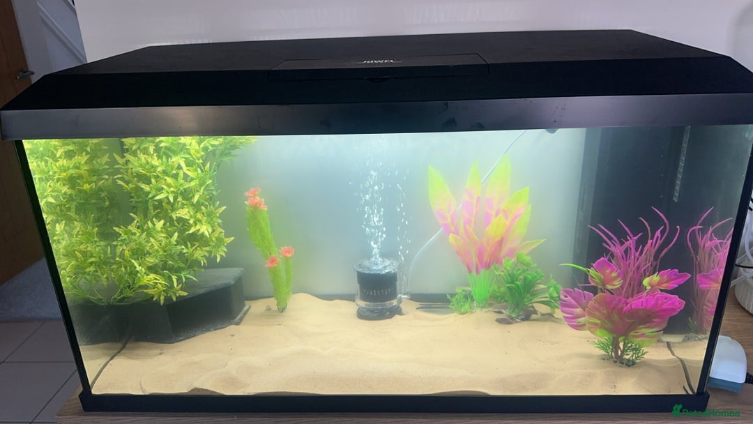 Axolotl reptiles for sale: Axolotl  - Image 6