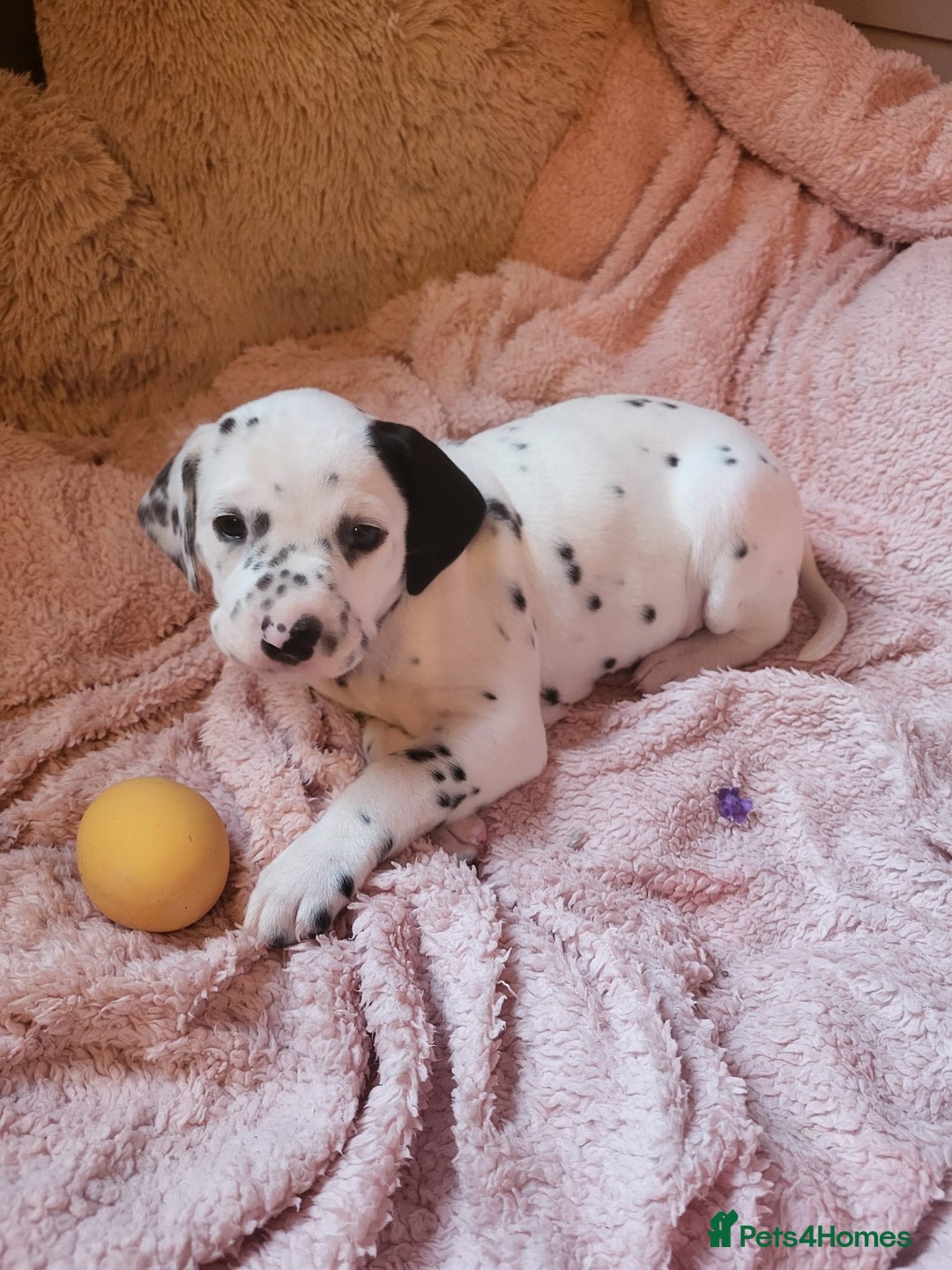 Dalmatian dogs for sale: Dalmation Puppies For Sale - Advert 7