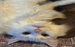 Domestic Shorthair cats for sale: Brother & Sister (not to be split) - Advert 3