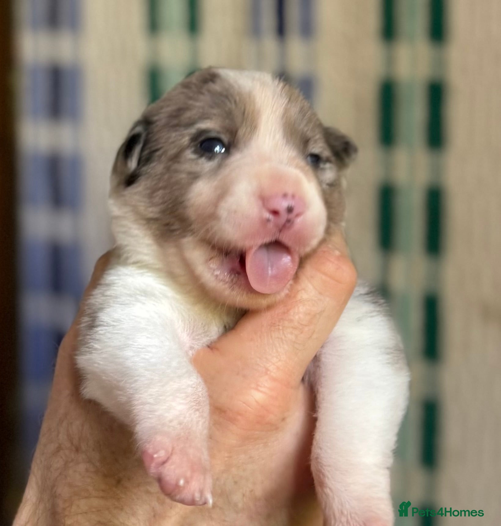 Border Collie dogs BC puppies raised with every possible advantage - Advert 10