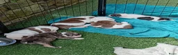 English Bulldog dogs for stud: For Stud: Alfie (standard) PROVEN - NOT MERLE  - Advert 11
