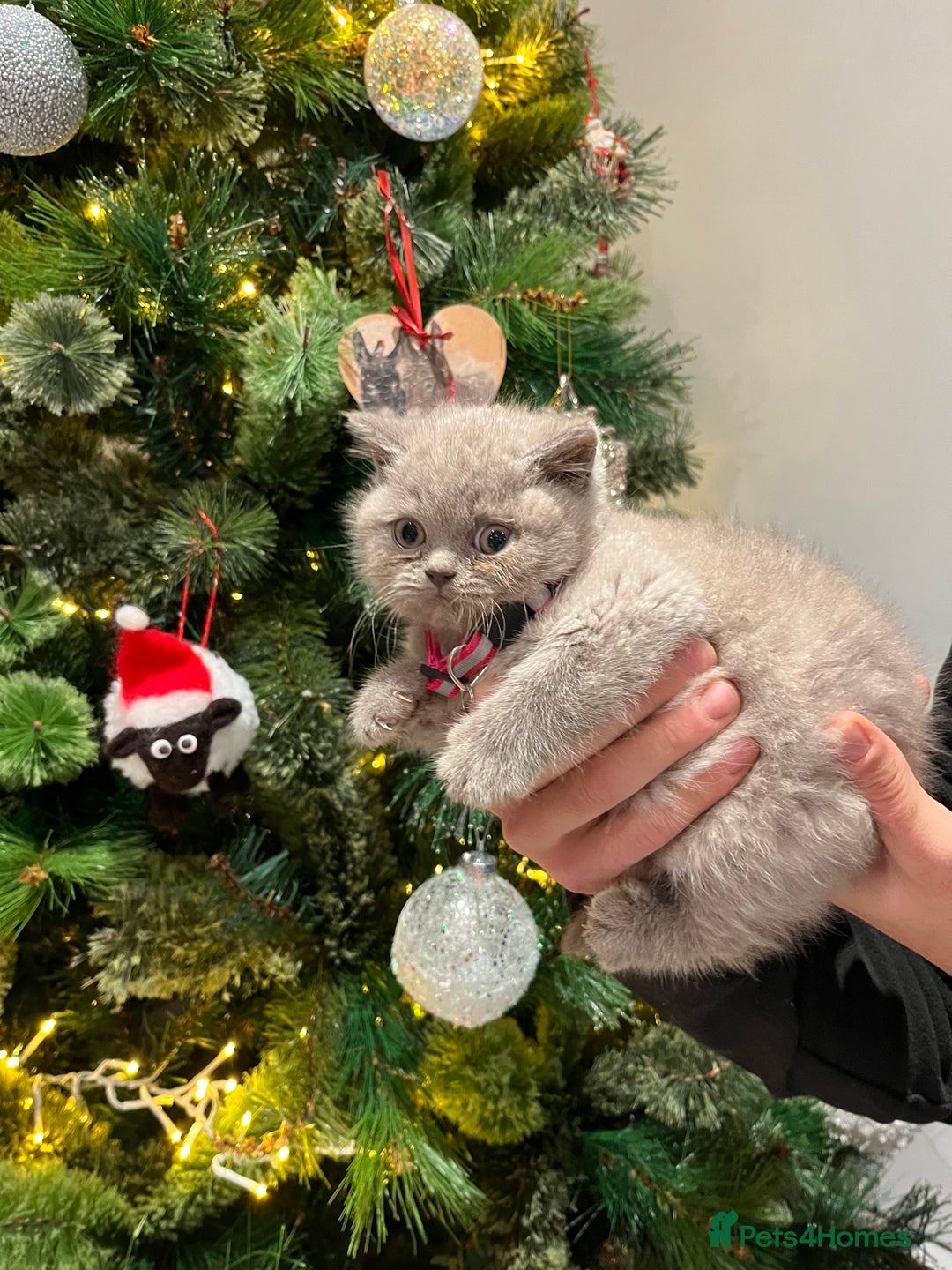 British Shorthair cats for sale: ⭐️ PURE BREED BRITISH SHORTHAIR KITTENS - Advert 6