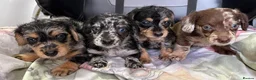 Mixed Breed dogs for sale: DOXIEPOO HEALTH TESTED PARENTS  - Advert 11